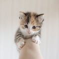 Load image into Gallery viewer, Maschenmarkierer Maschenmarker nordstrick Ilvy Katze