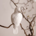 Load image into Gallery viewer, (Specht)