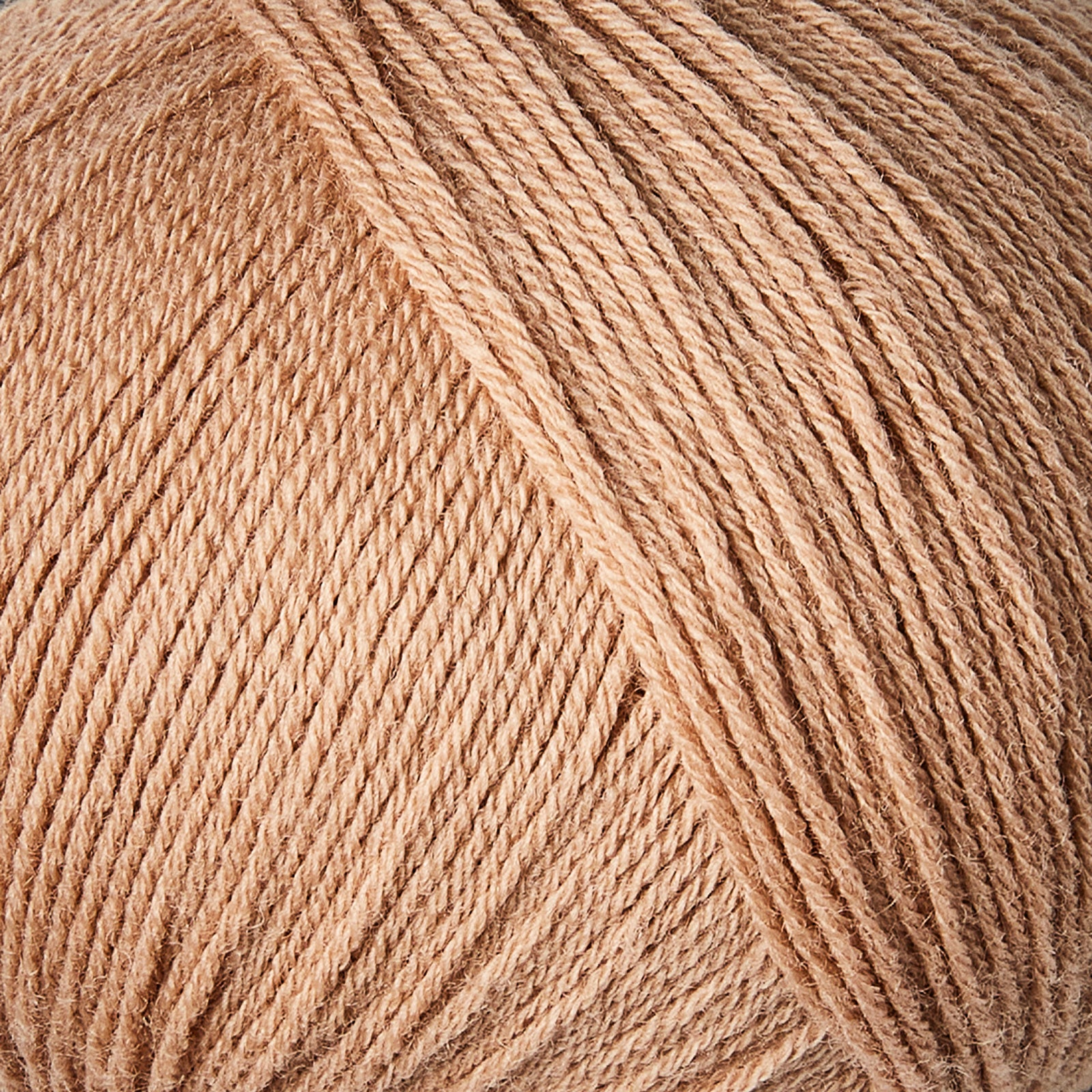 (Camel Rose)