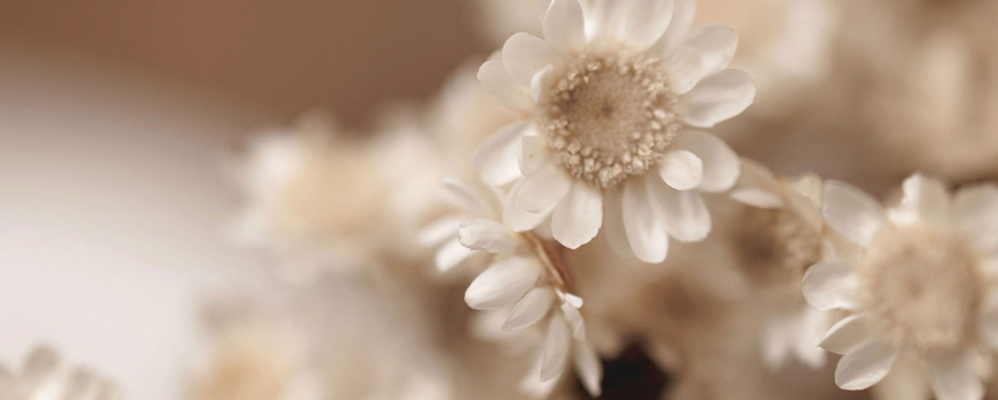 Header Blumen Beige schmal nordstrick