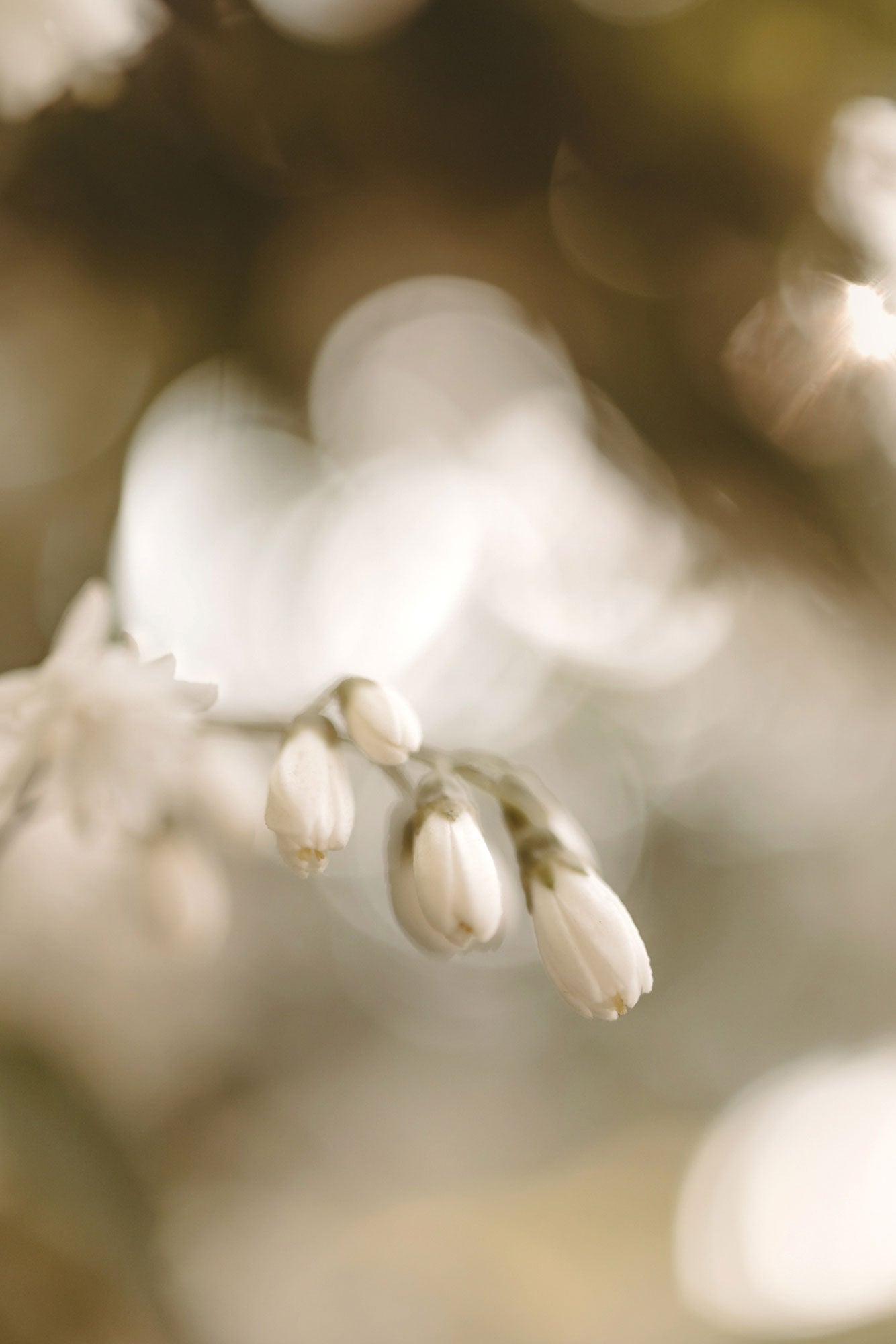 Impression Blumen Knospen